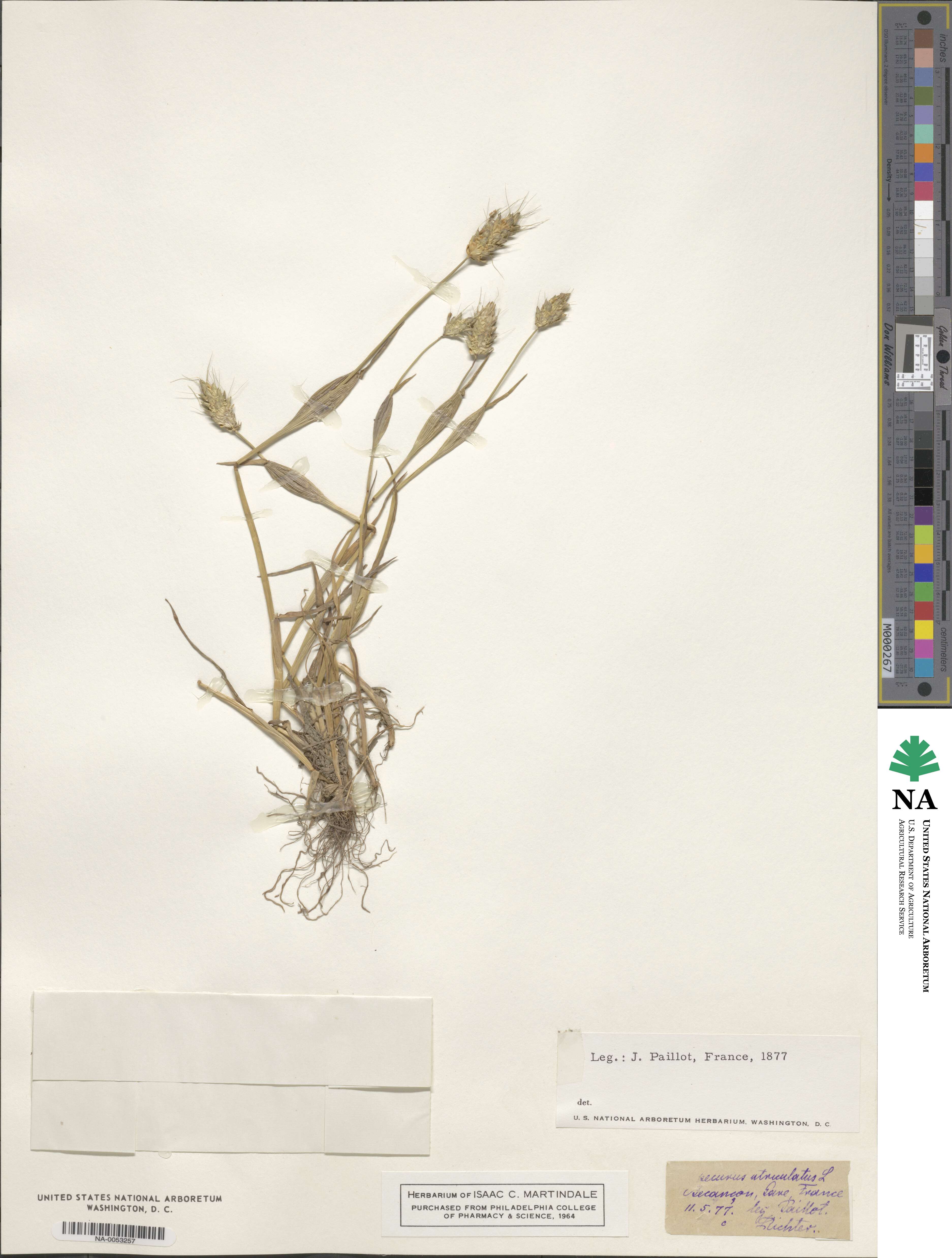 Alopecurus utriculatus image