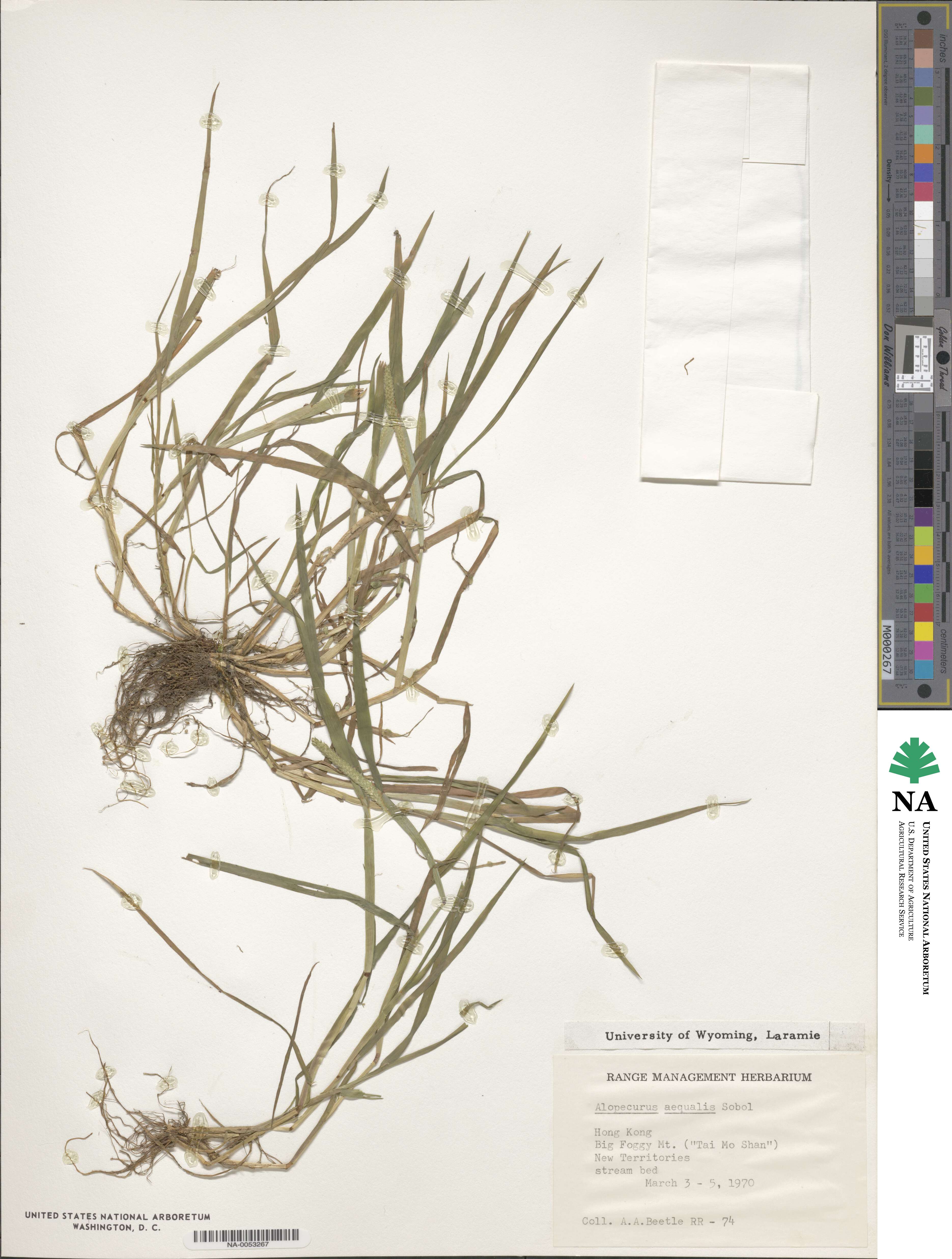 Alopecurus aequalis image