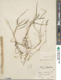 Alopecurus aequalis image