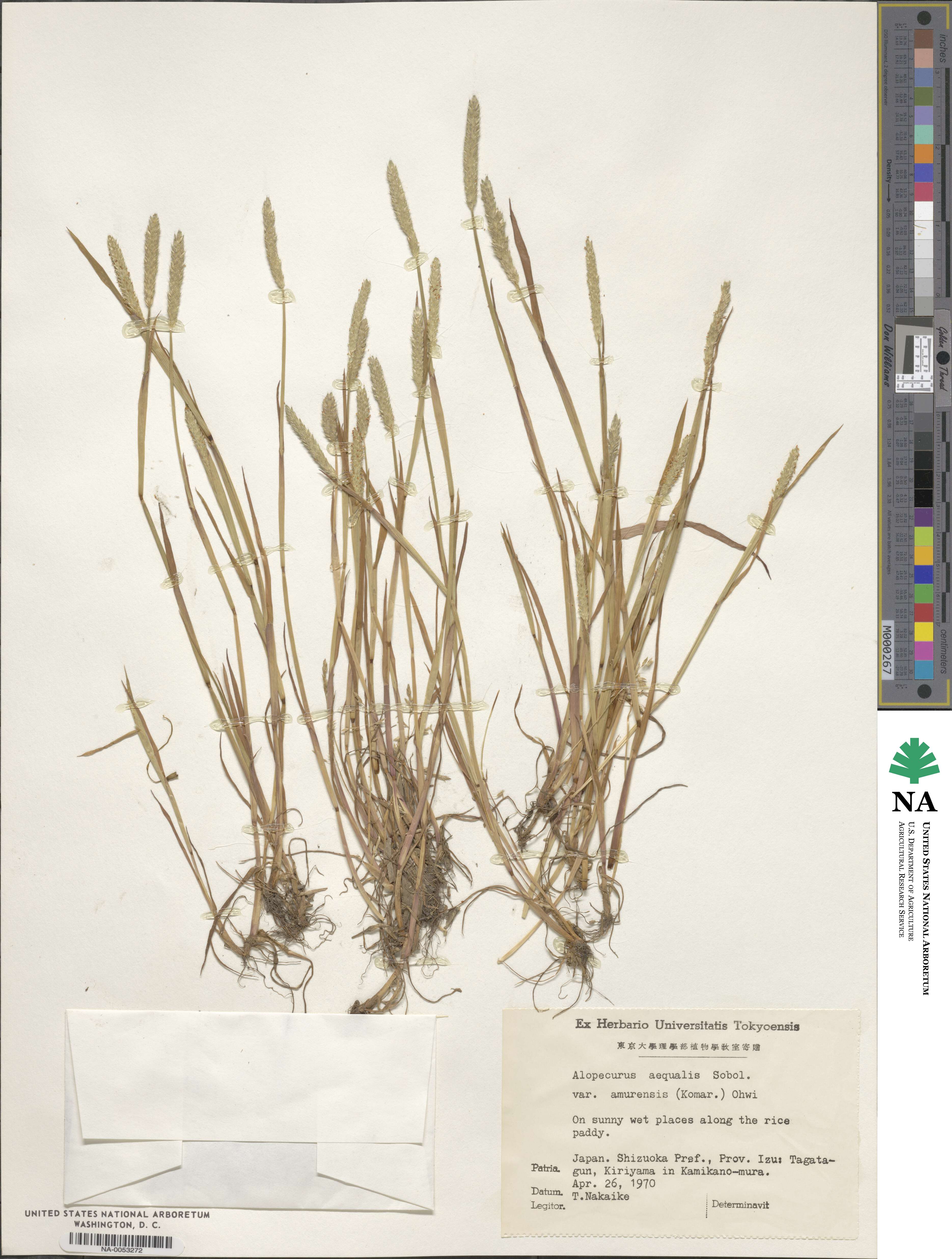 Alopecurus aequalis image
