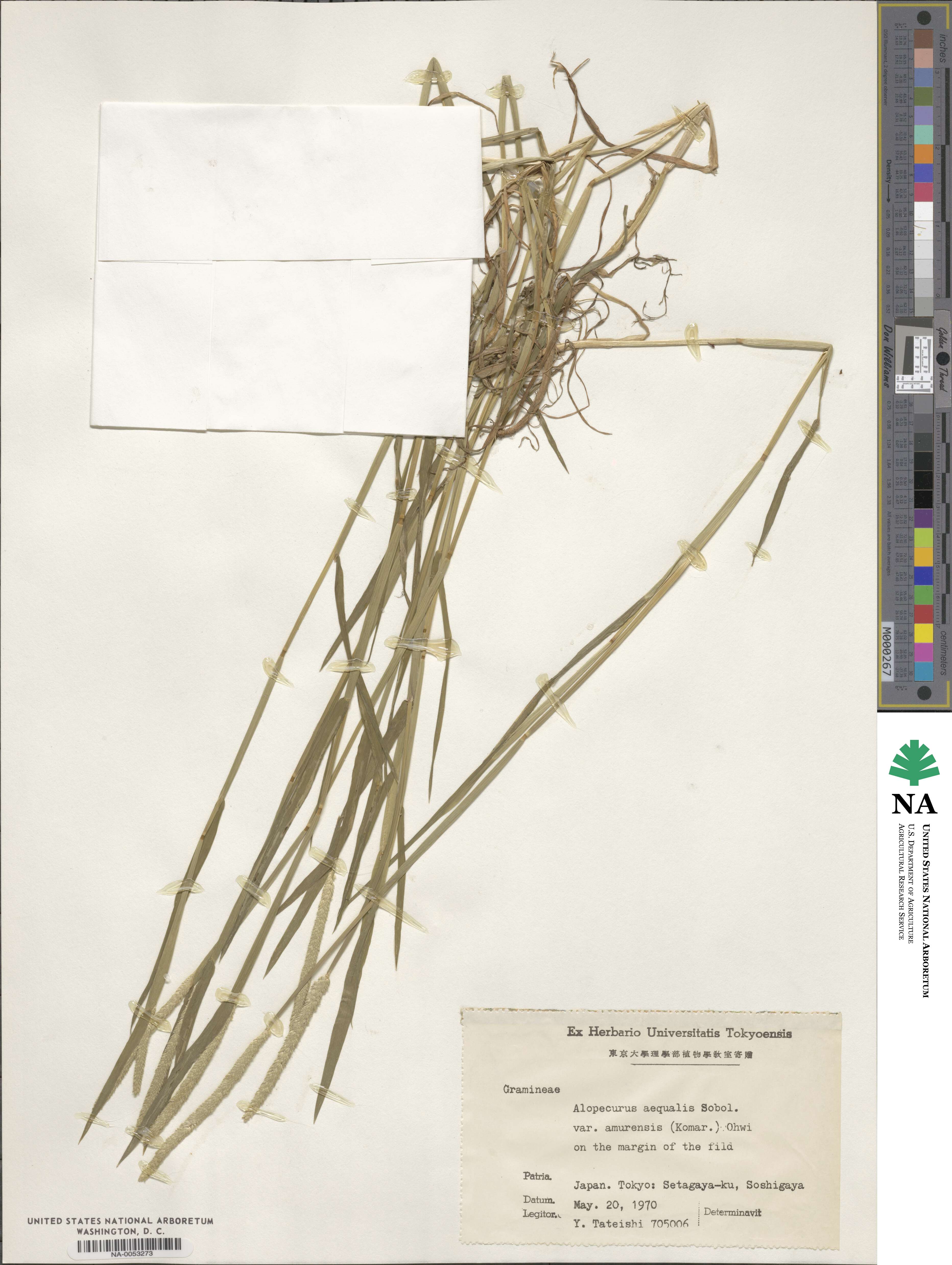 Alopecurus aequalis image