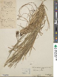 Alopecurus aequalis image