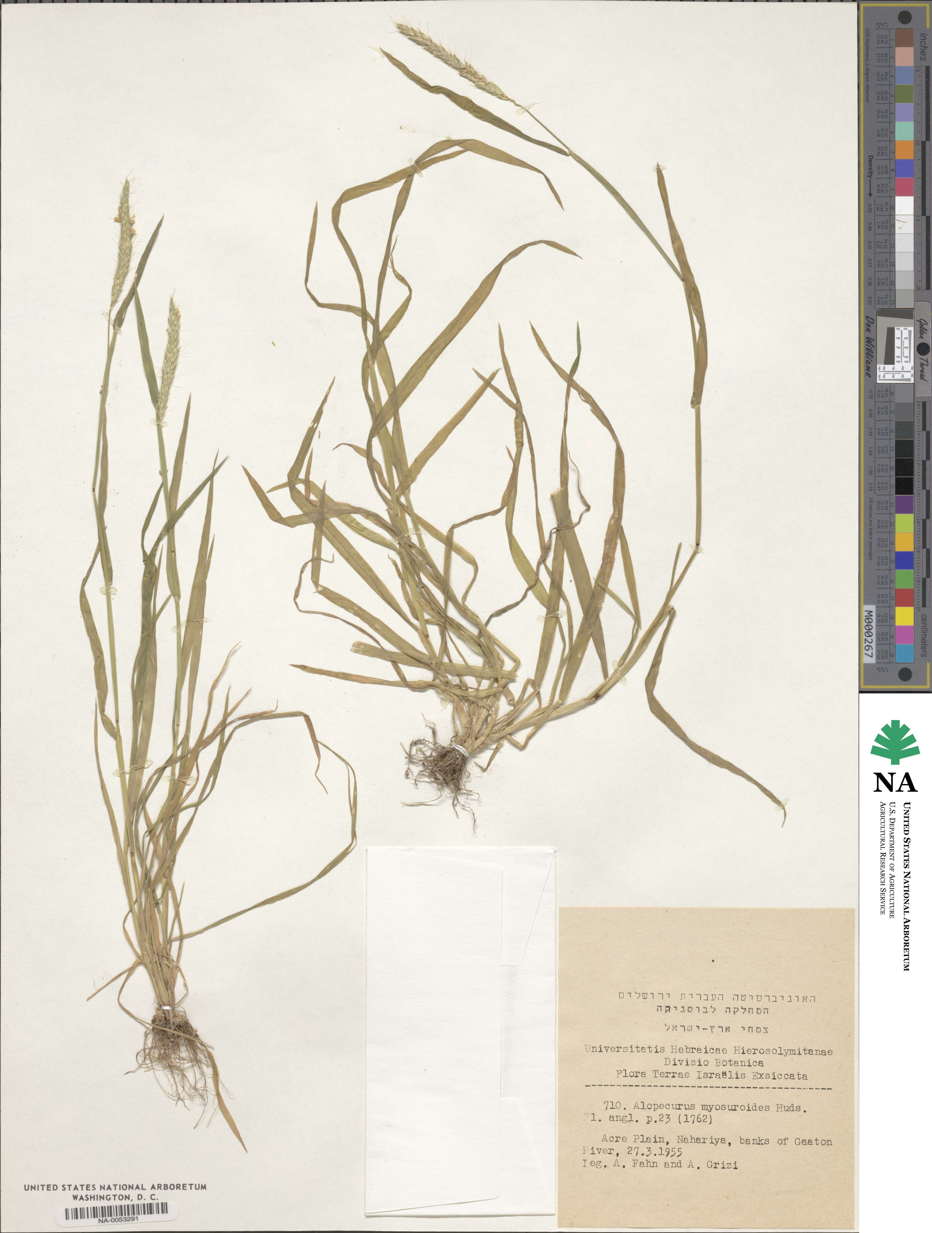 Alopecurus myosuroides image