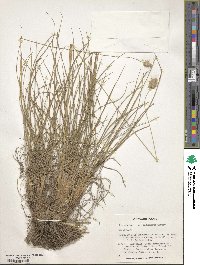 Image of Alopecurus dasyanthus