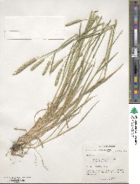 Alopecurus myosuroides image