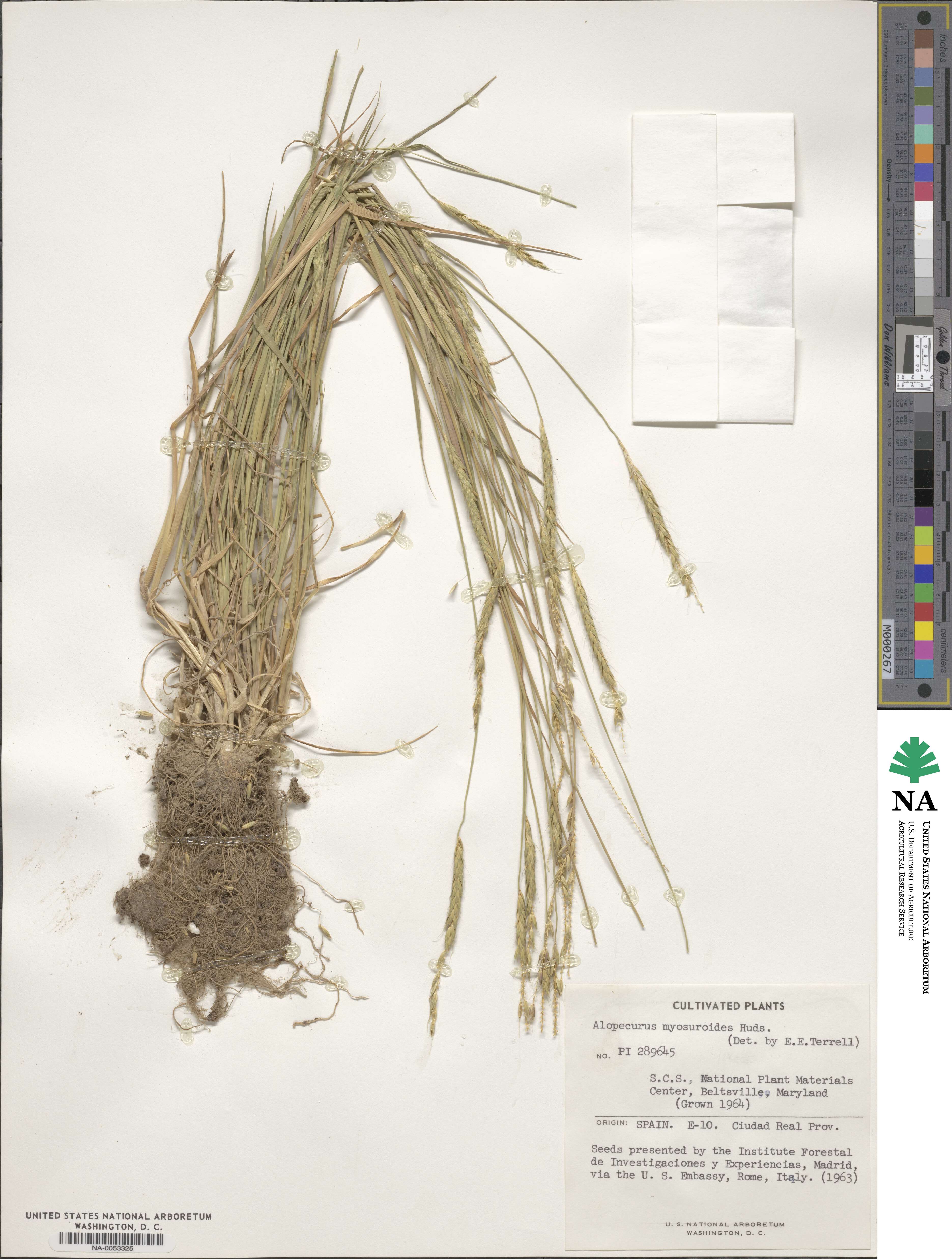 Alopecurus myosuroides image