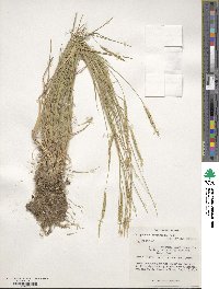 Alopecurus myosuroides image