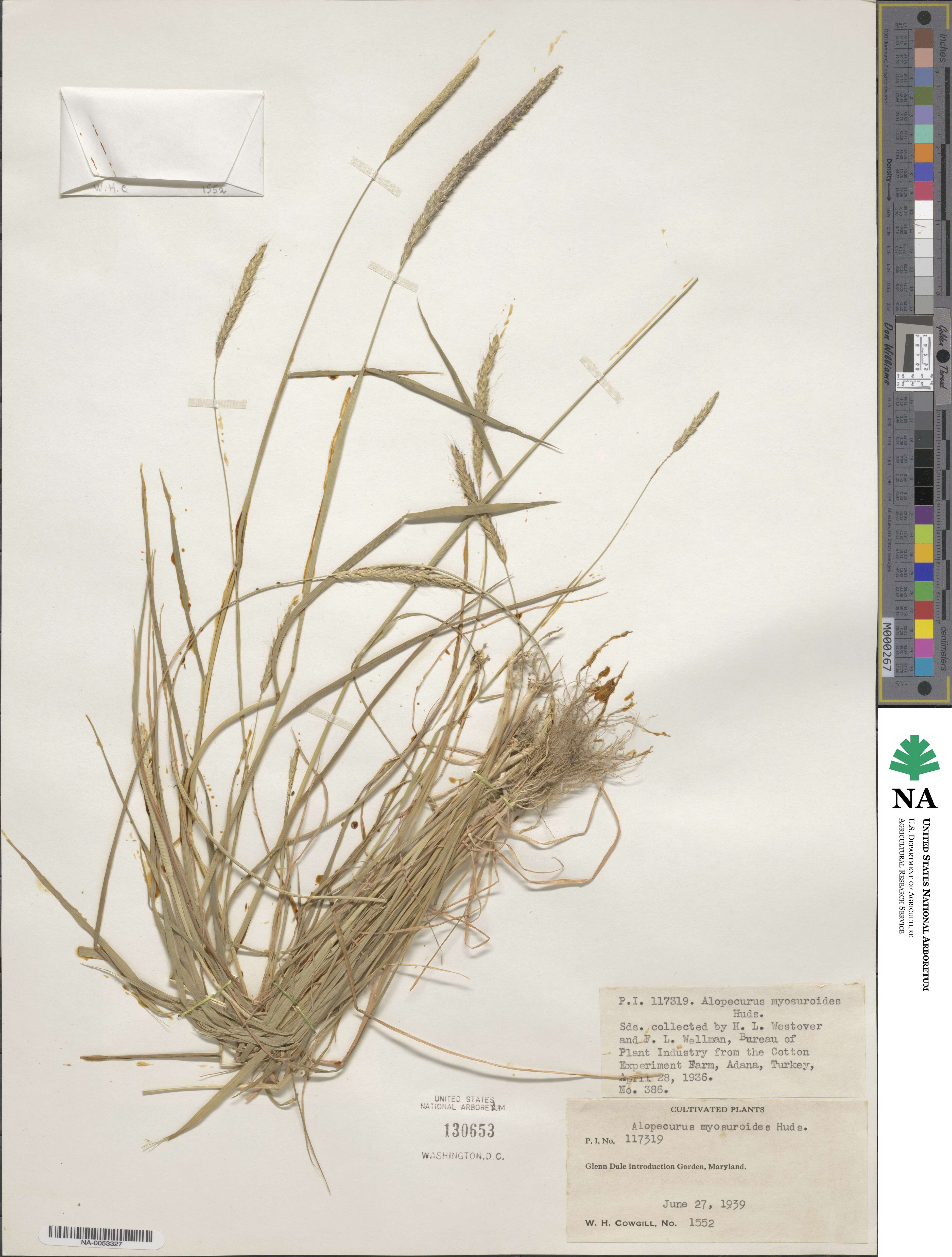 Alopecurus myosuroides image