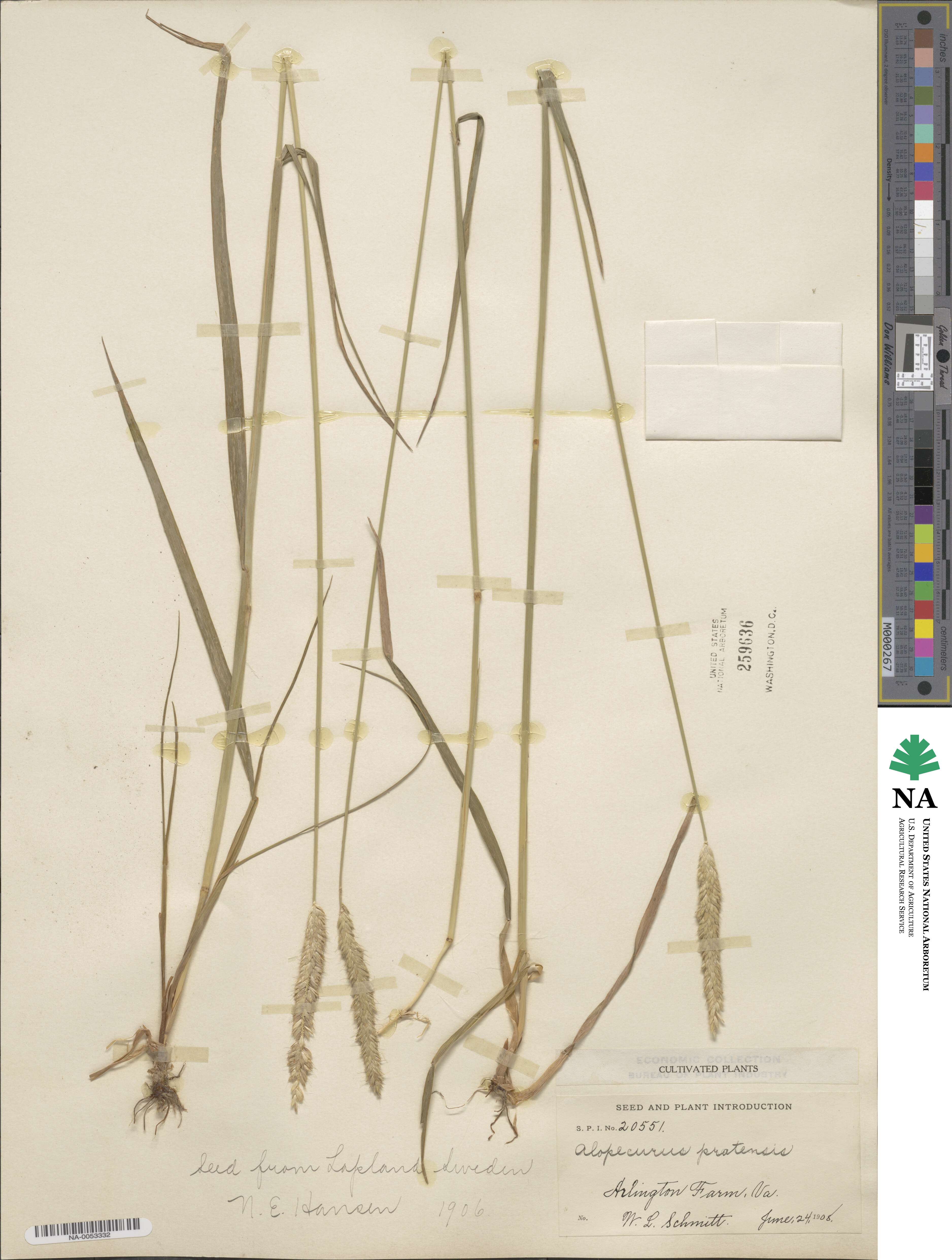 Alopecurus pratensis image