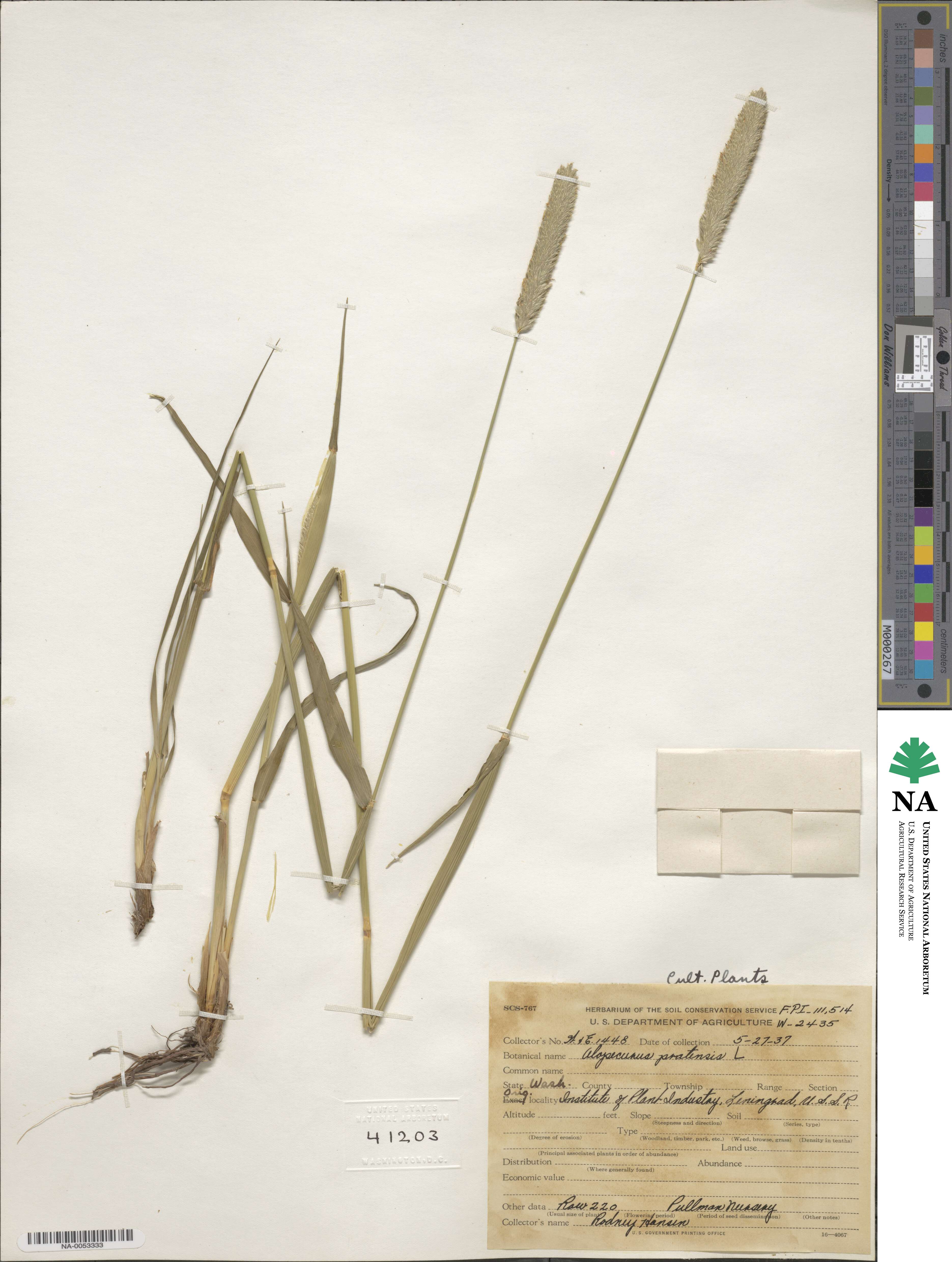 Alopecurus pratensis image