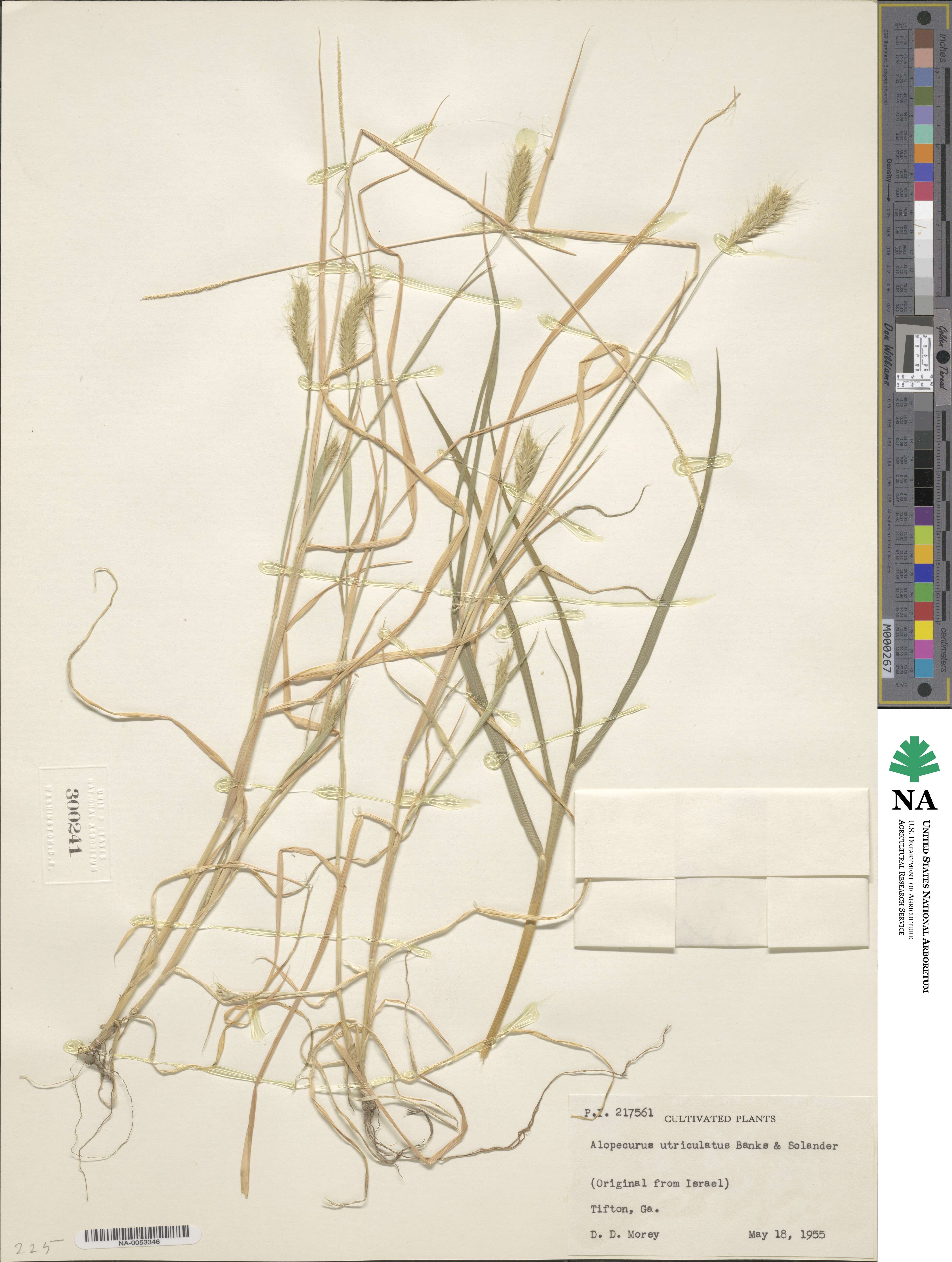 Alopecurus utriculatus image