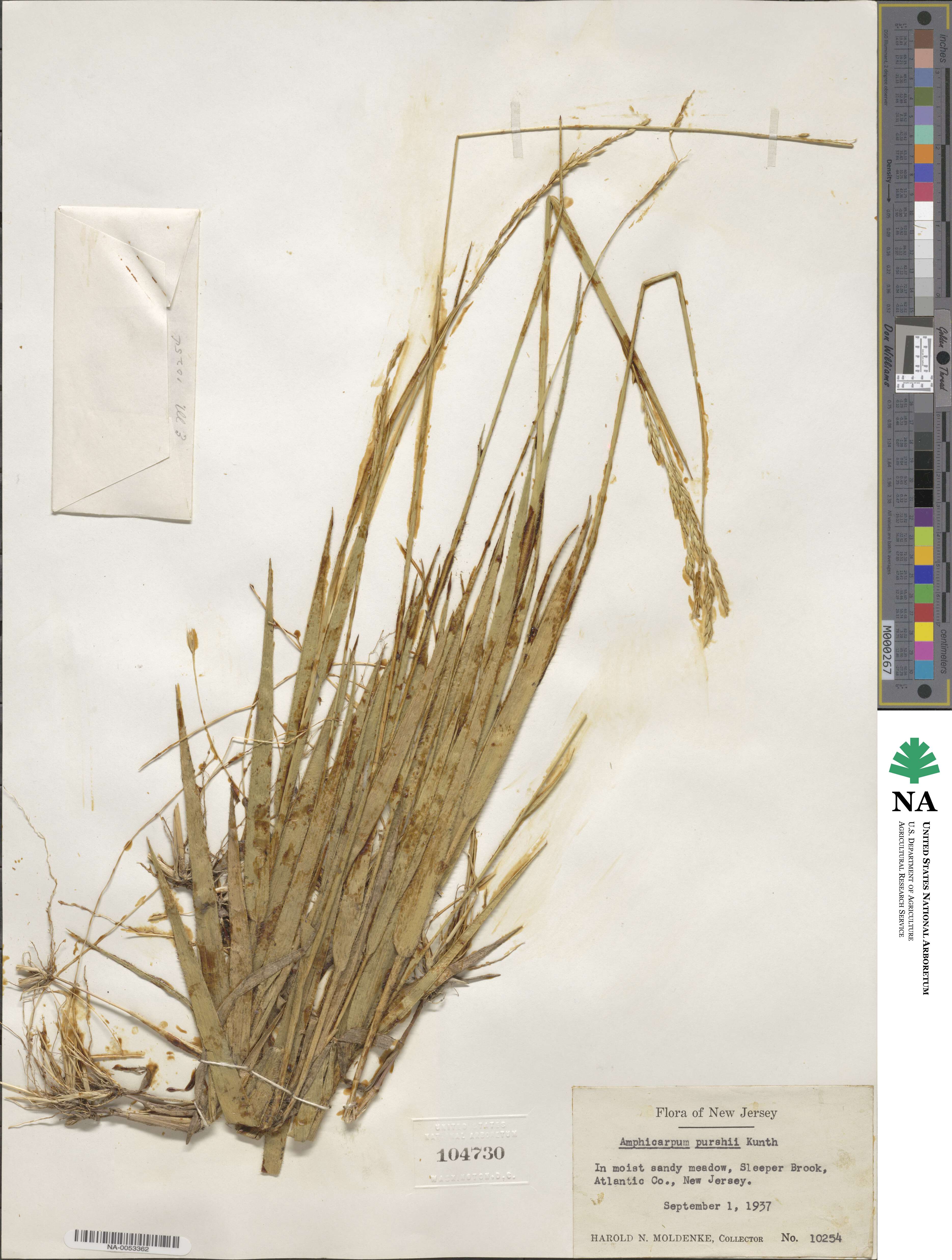 Amphicarpum amphicarpon image