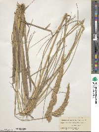 Calamagrostis arenaria image