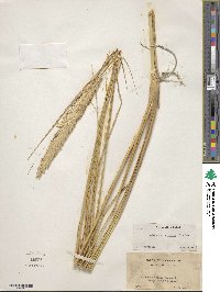 Calamagrostis arenaria image