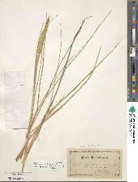 Calamagrostis arenaria image