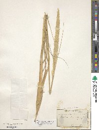 Calamagrostis arenaria image