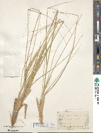 Calamagrostis arenaria image