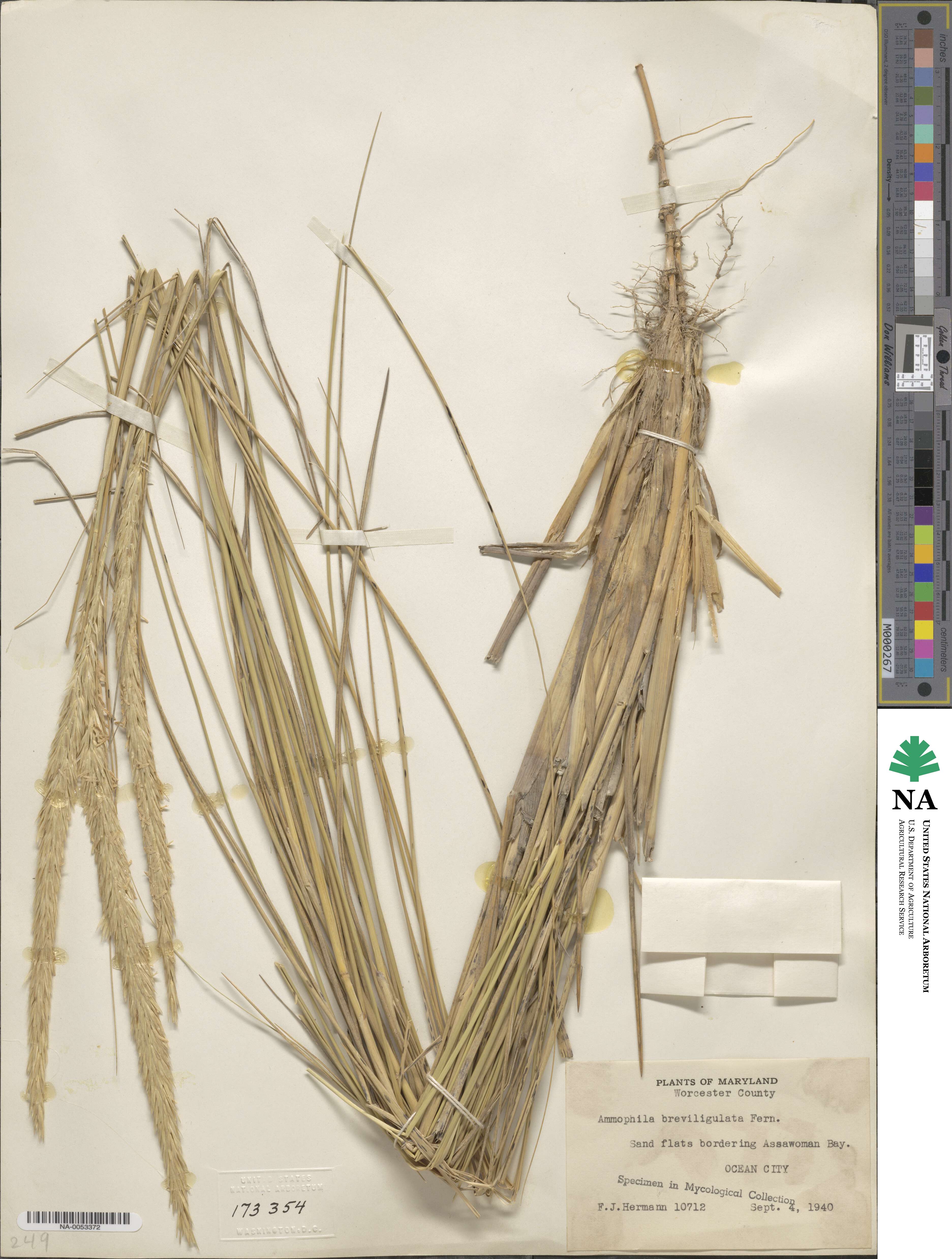 Calamagrostis breviligulata image