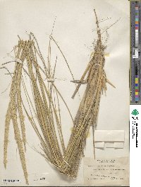 Image of Calamagrostis breviligulata