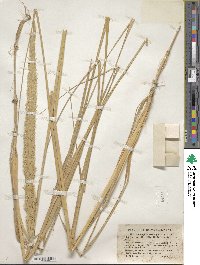 Calamagrostis breviligulata image