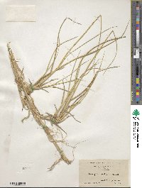 Calamagrostis breviligulata image