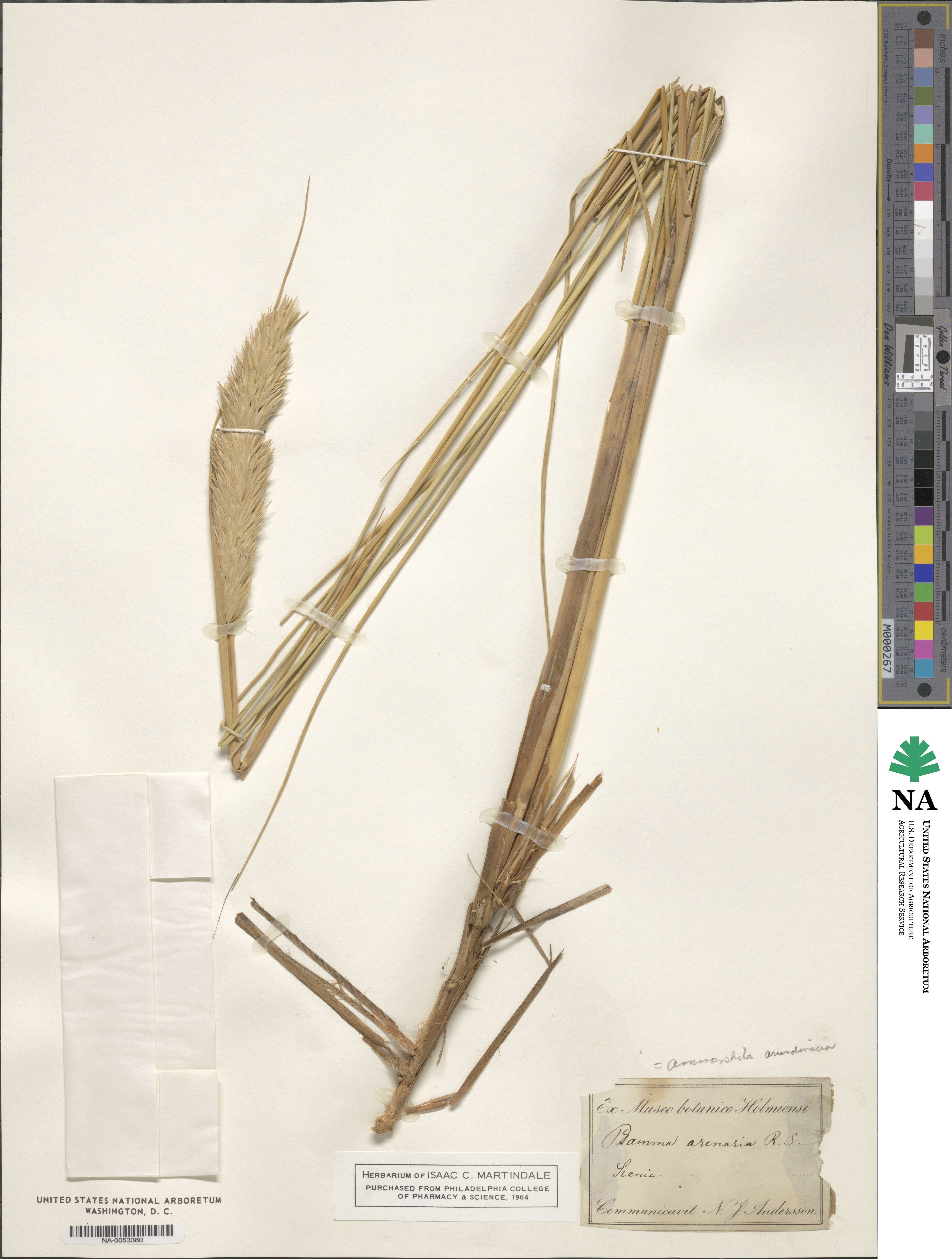 Calamagrostis arenaria image
