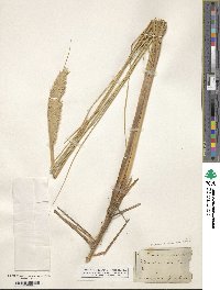 Calamagrostis arenaria image