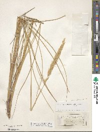 Calamagrostis arenaria image