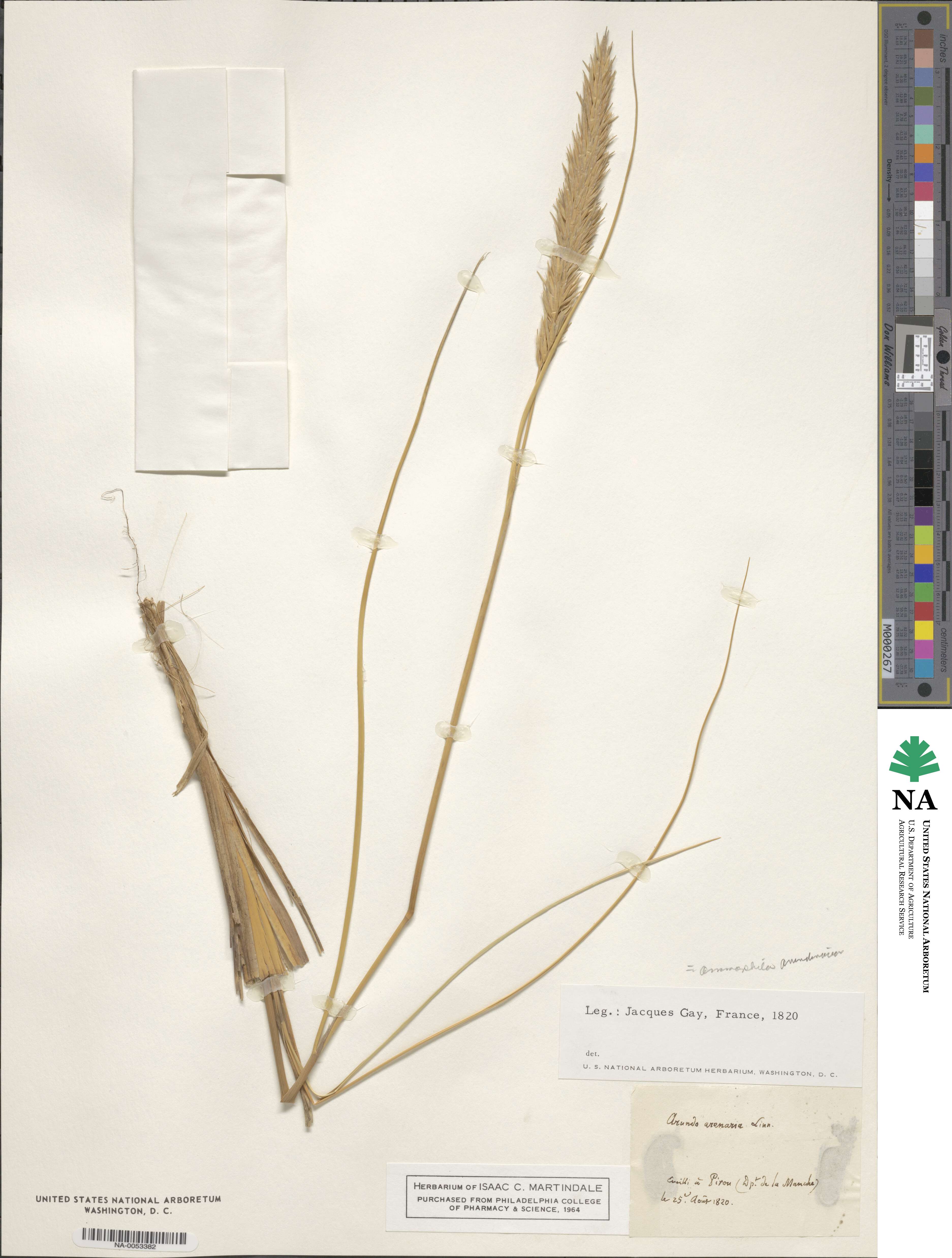 Calamagrostis arenaria image