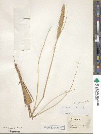 Calamagrostis arenaria image