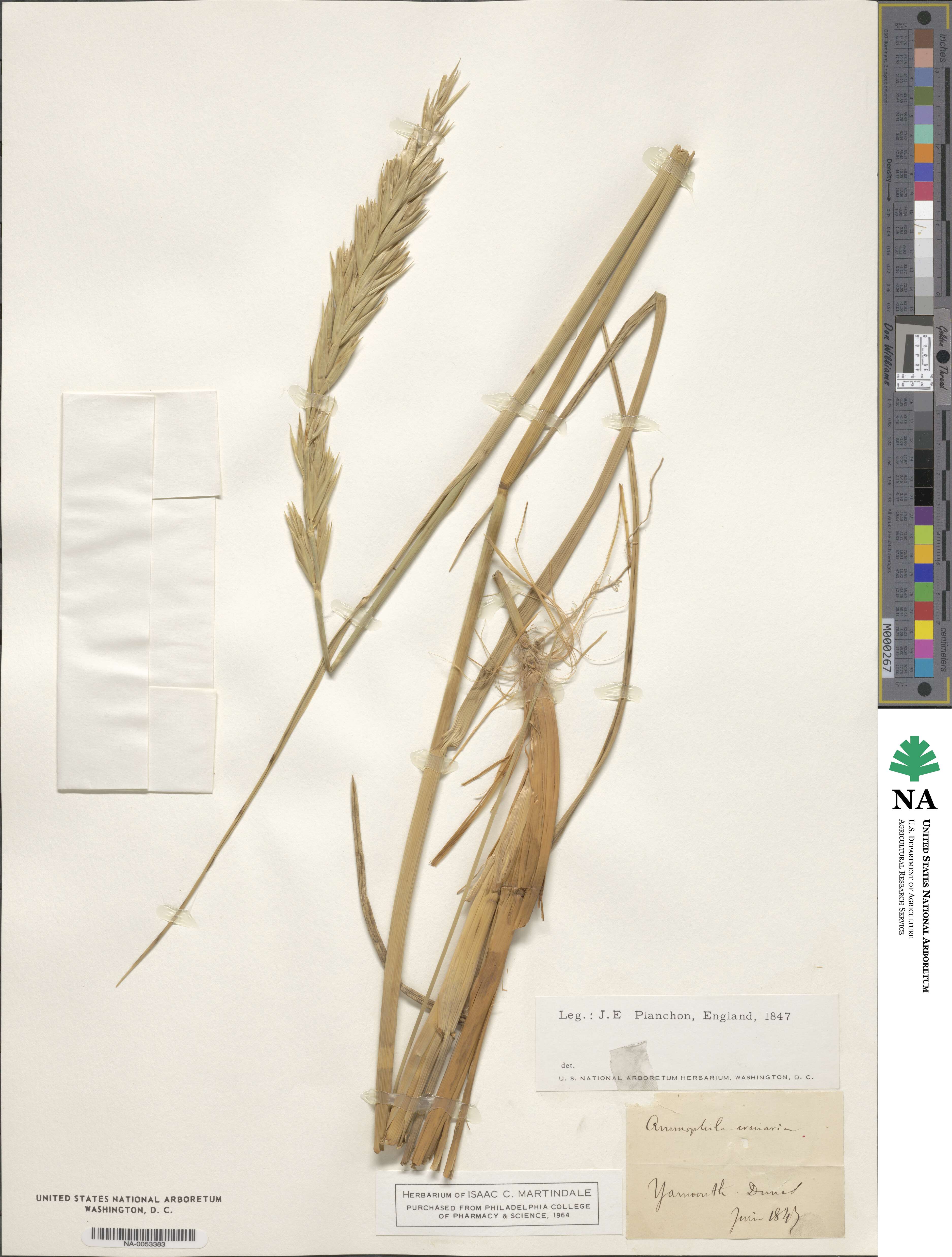 Calamagrostis arenaria image