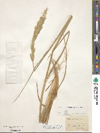 Calamagrostis arenaria image