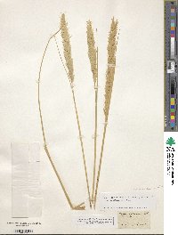 Calamagrostis arenaria image