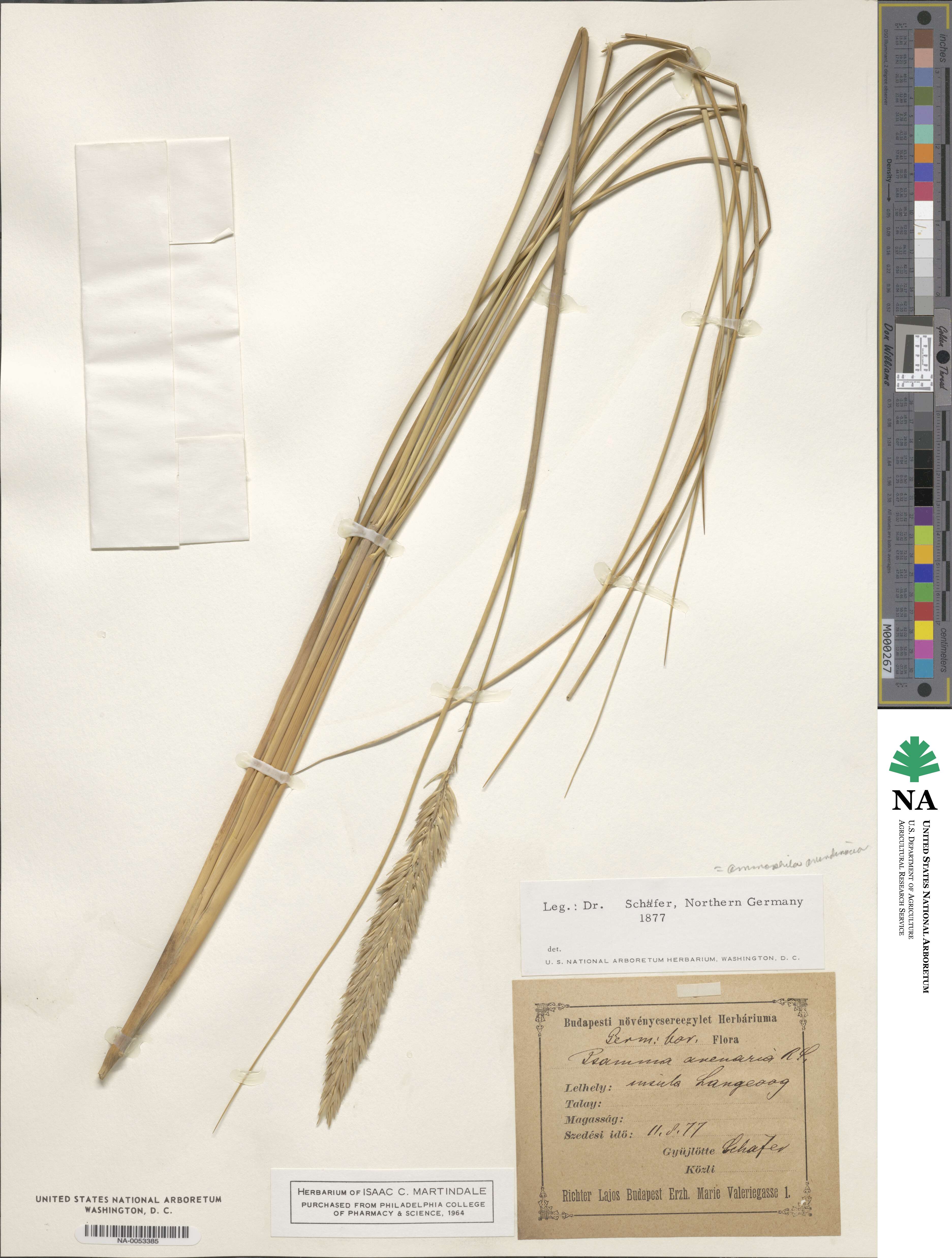 Calamagrostis arenaria image