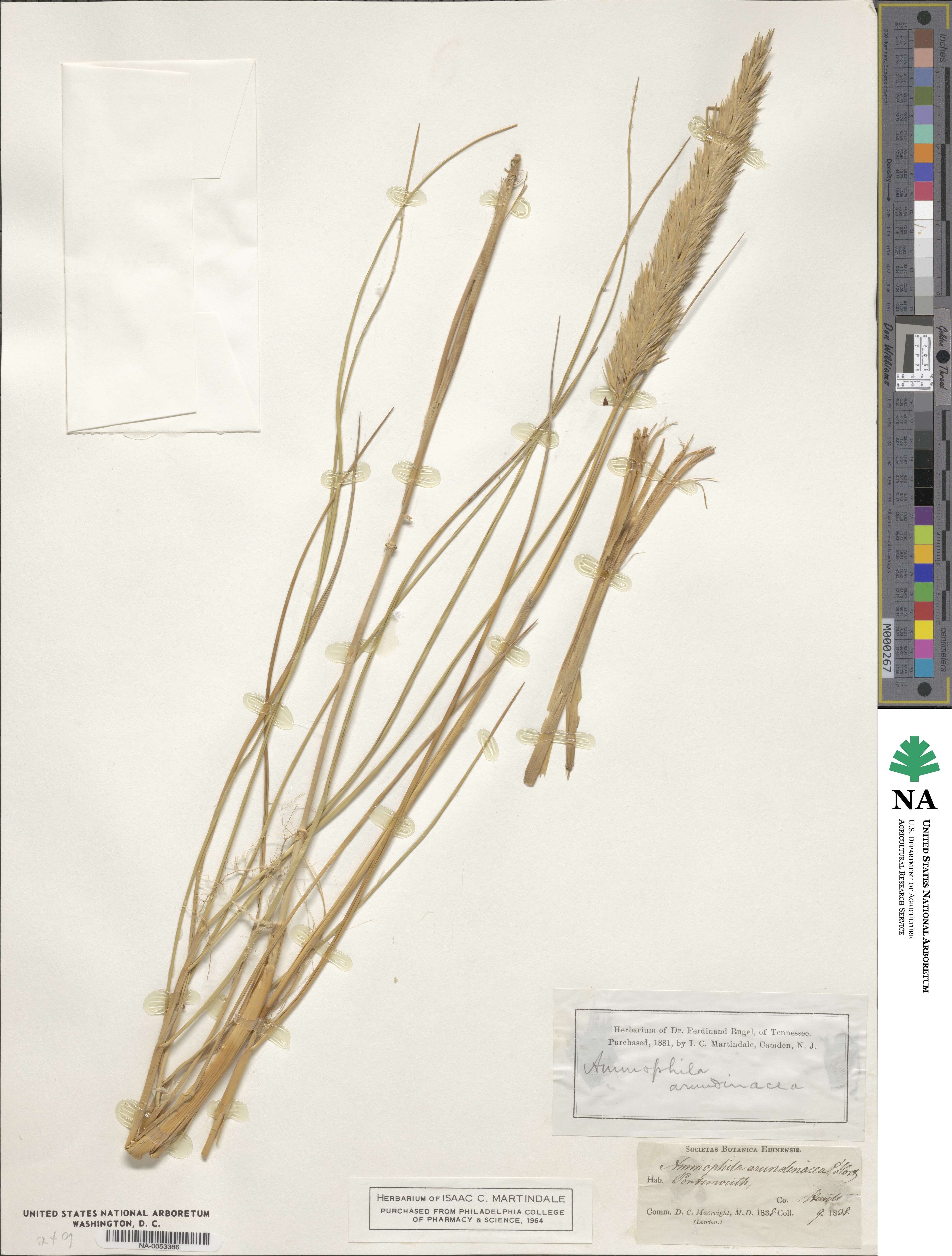 Calamagrostis arenaria image
