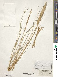 Calamagrostis arenaria image