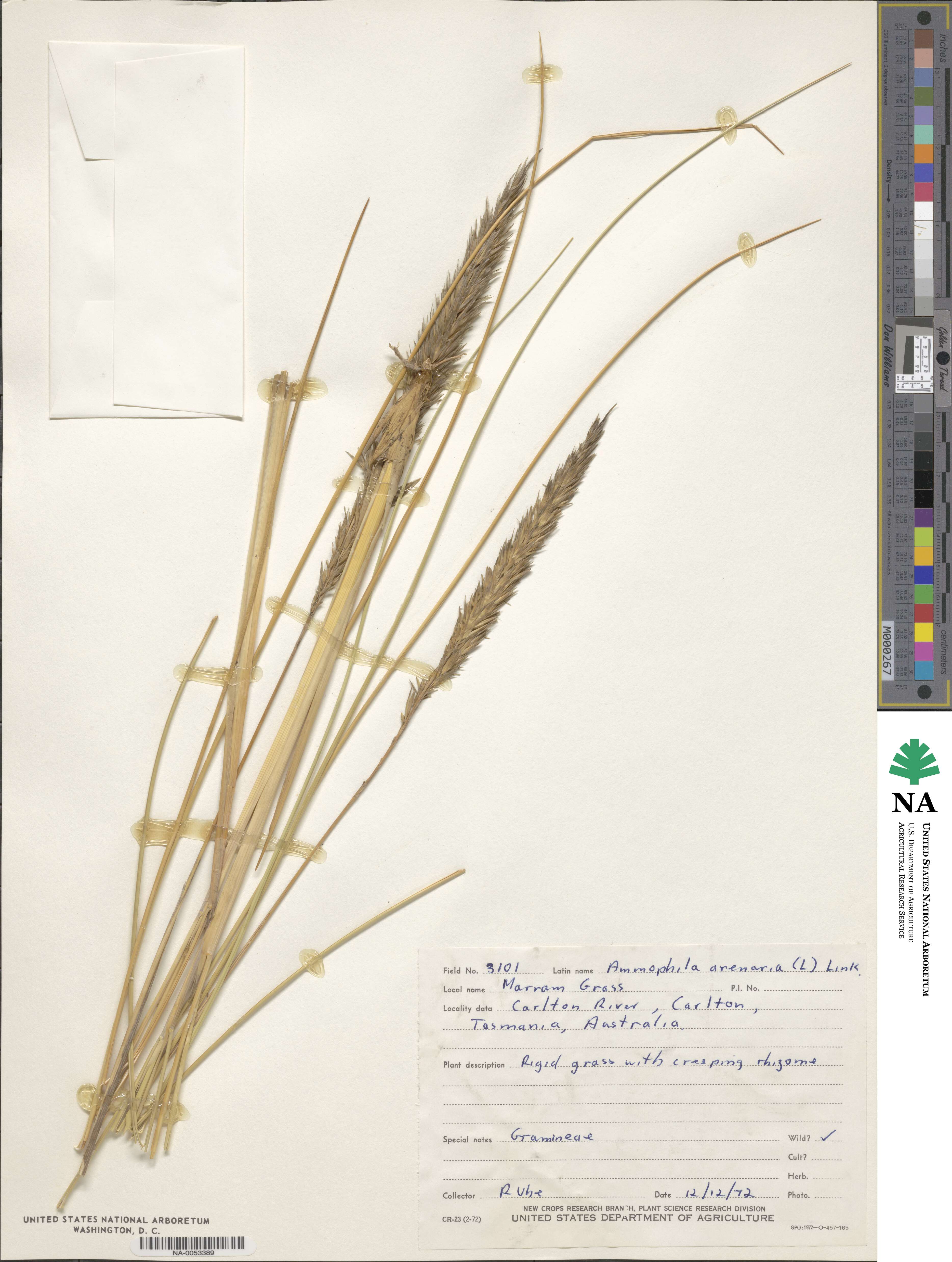 Calamagrostis arenaria image