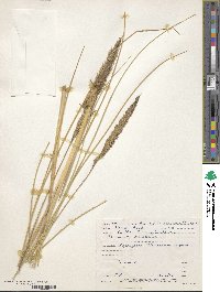 Calamagrostis arenaria image