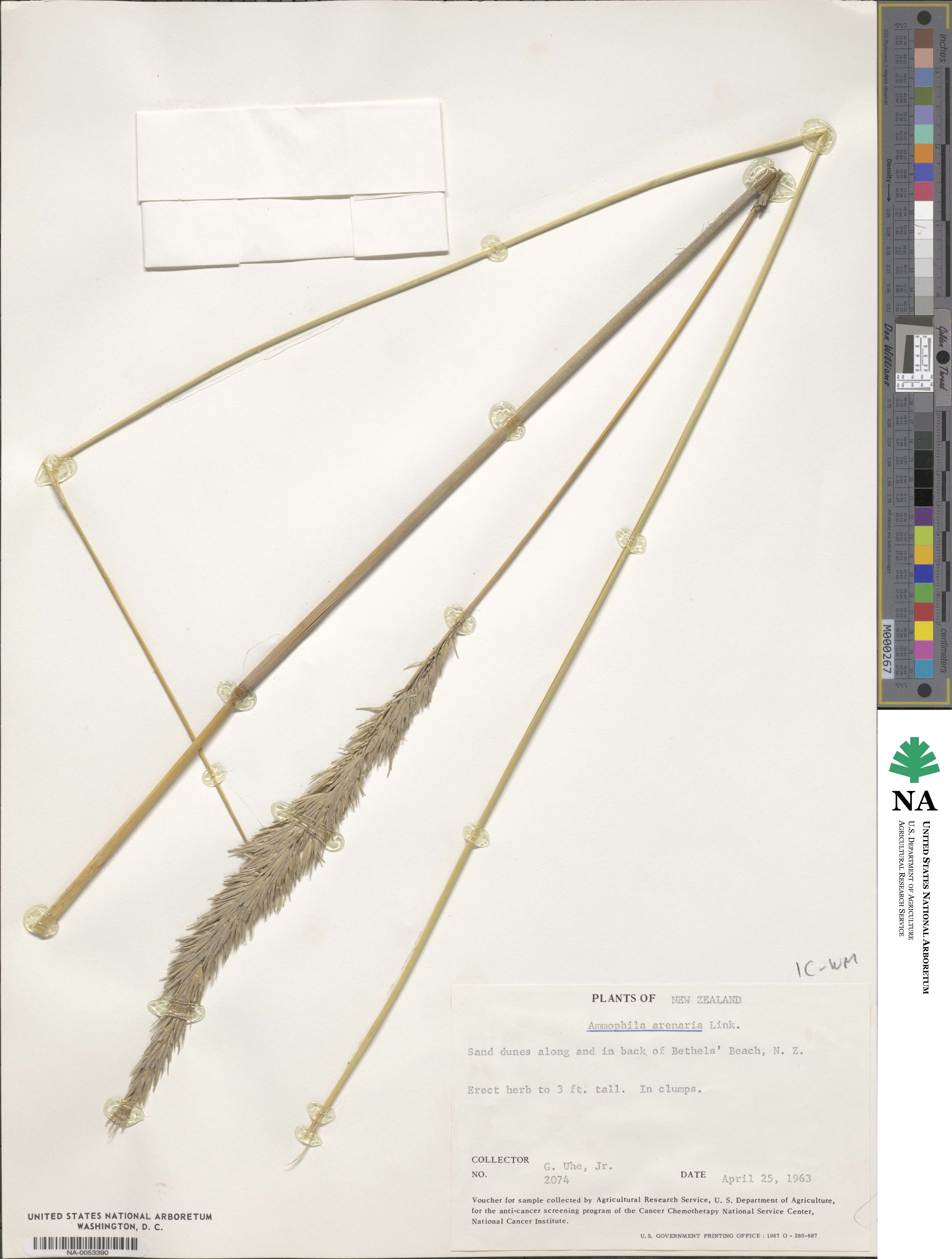 Calamagrostis arenaria image