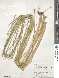 Calamagrostis breviligulata image