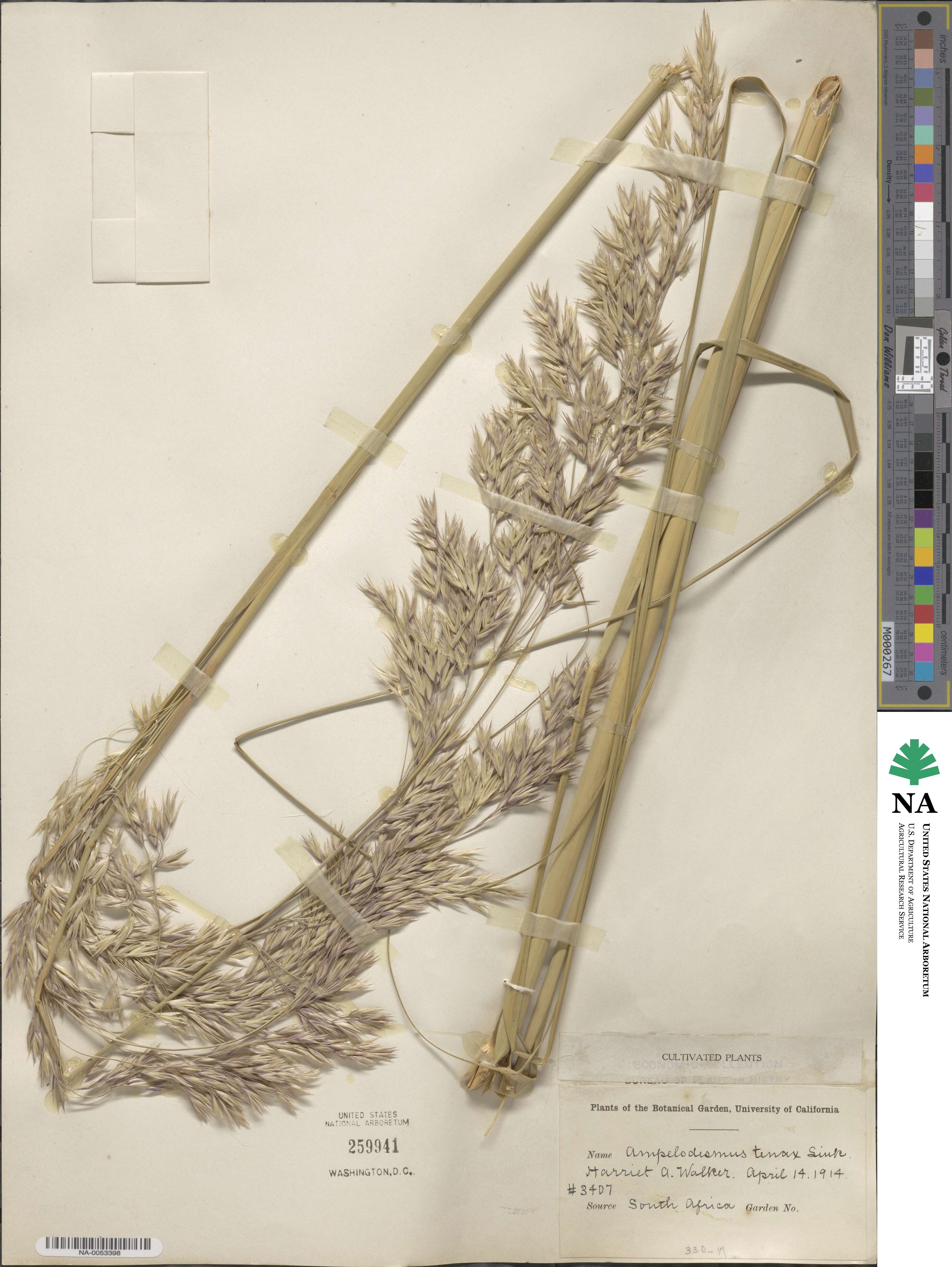 Ampelodesmos mauritanicus image