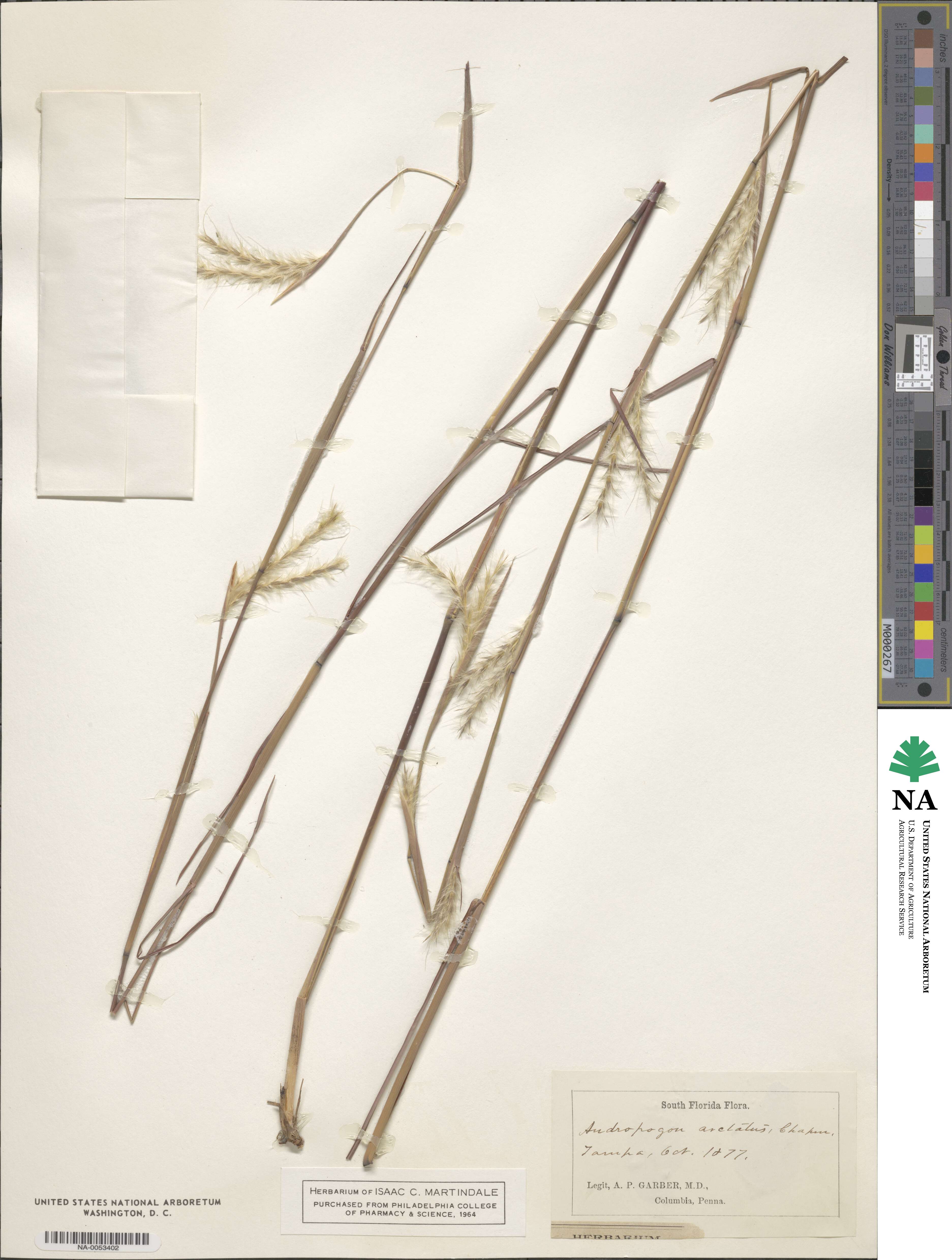 Andropogon arctatus image