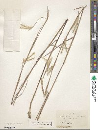 Image of Andropogon arctatus