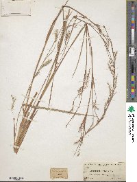 Andropogon arctatus image