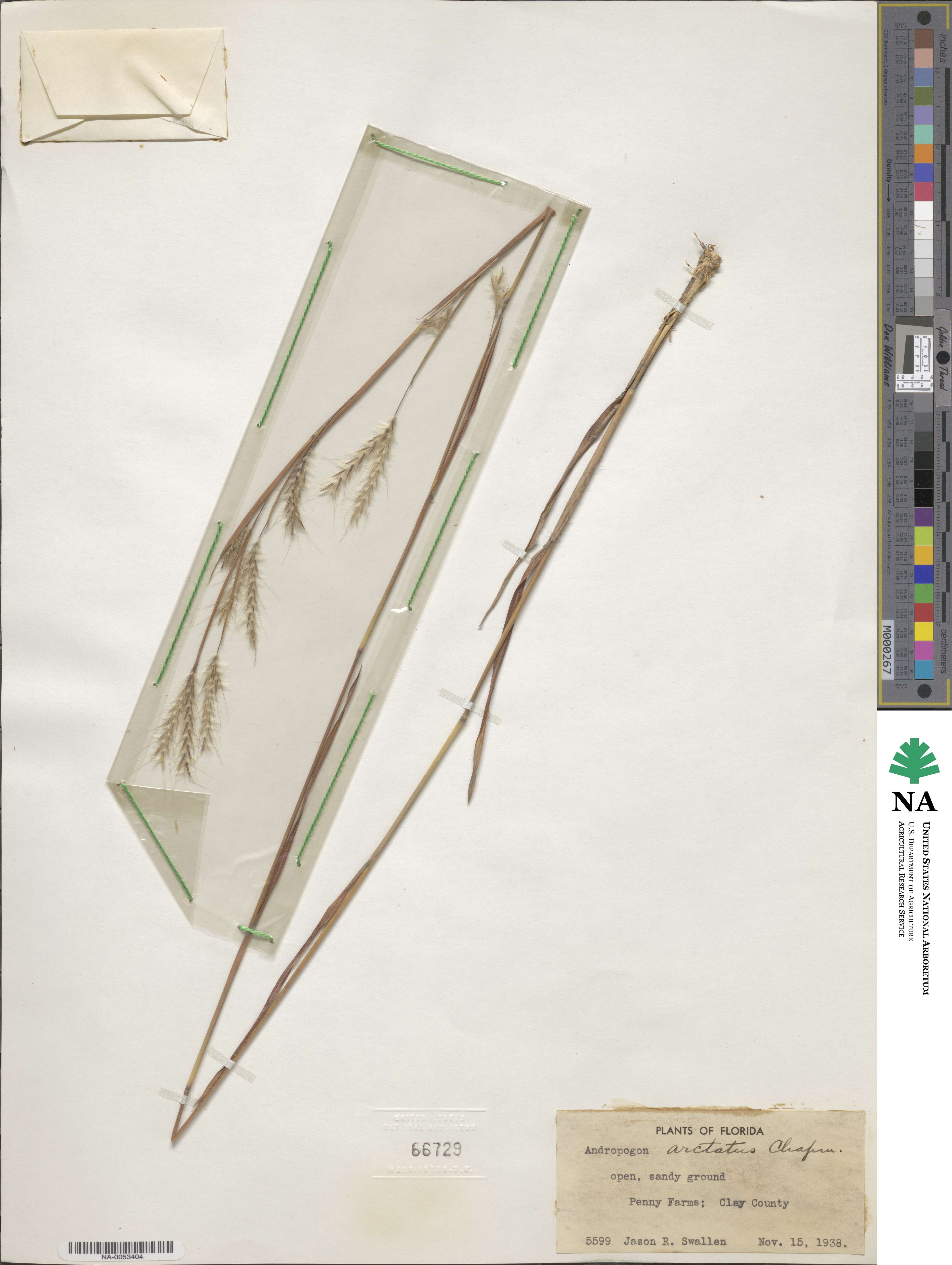 Andropogon arctatus image
