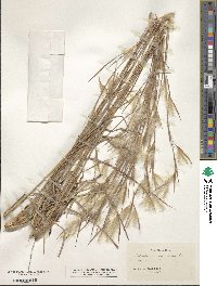 Image of Andropogon ternarius