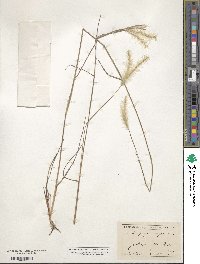 Andropogon ternarius image