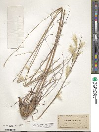 Andropogon ternarius image