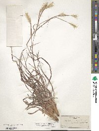 Andropogon ternarius image