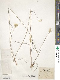 Andropogon ternarius image